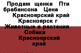  Продам  щенка   Пти  брабансона › Цена ­ 20 000 - Красноярский край, Красноярск г. Животные и растения » Собаки   . Красноярский край